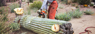 Scottsdale cactus removal