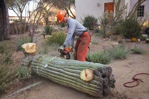 Scottsdale,AZ Cactus Removal Service