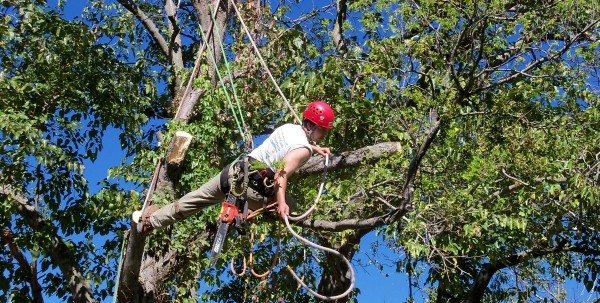 gilbert-az-tree-trimmer01