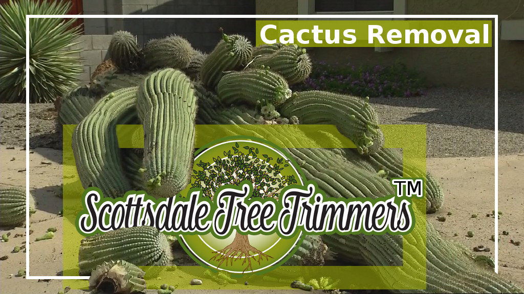Local Cactus removal service company, top rated reviews, near Scottsdale, Az