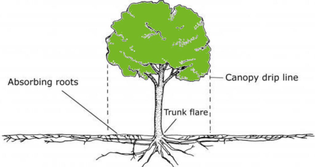 Arborists in Scottsdale, Arizona providing sick tree diagnosis and treatment plans.