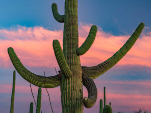Saguaro Cactus Removal Service in Phoenix, Az.