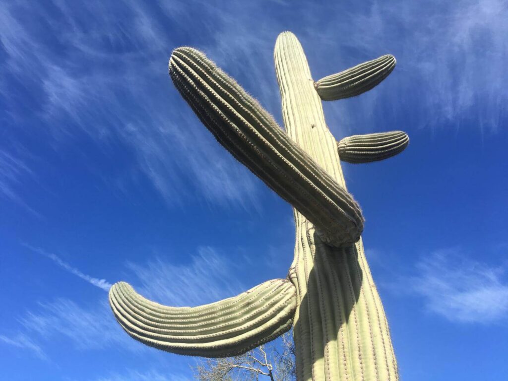 Saguaro cactus removal in Scottsdale, Arizona.