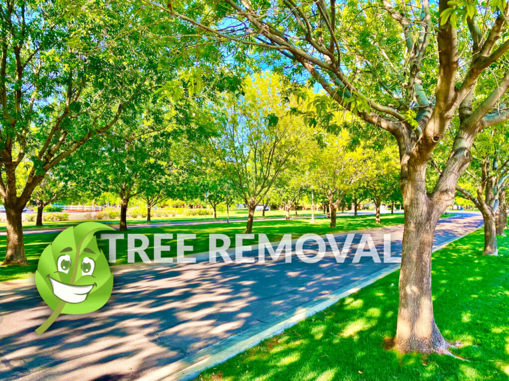 Tree Removal Service