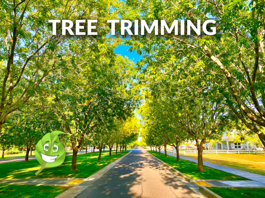Tree Trimming in Scottsdale & Phoenix, Az.