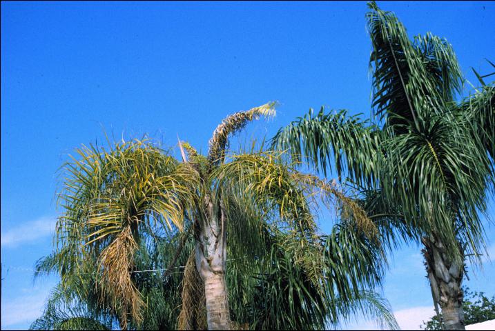 Queen Palm Frizzle Top