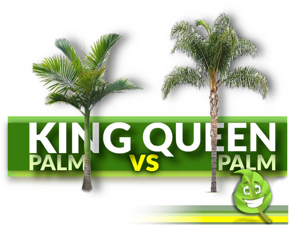 King Palm VS Queen Palm