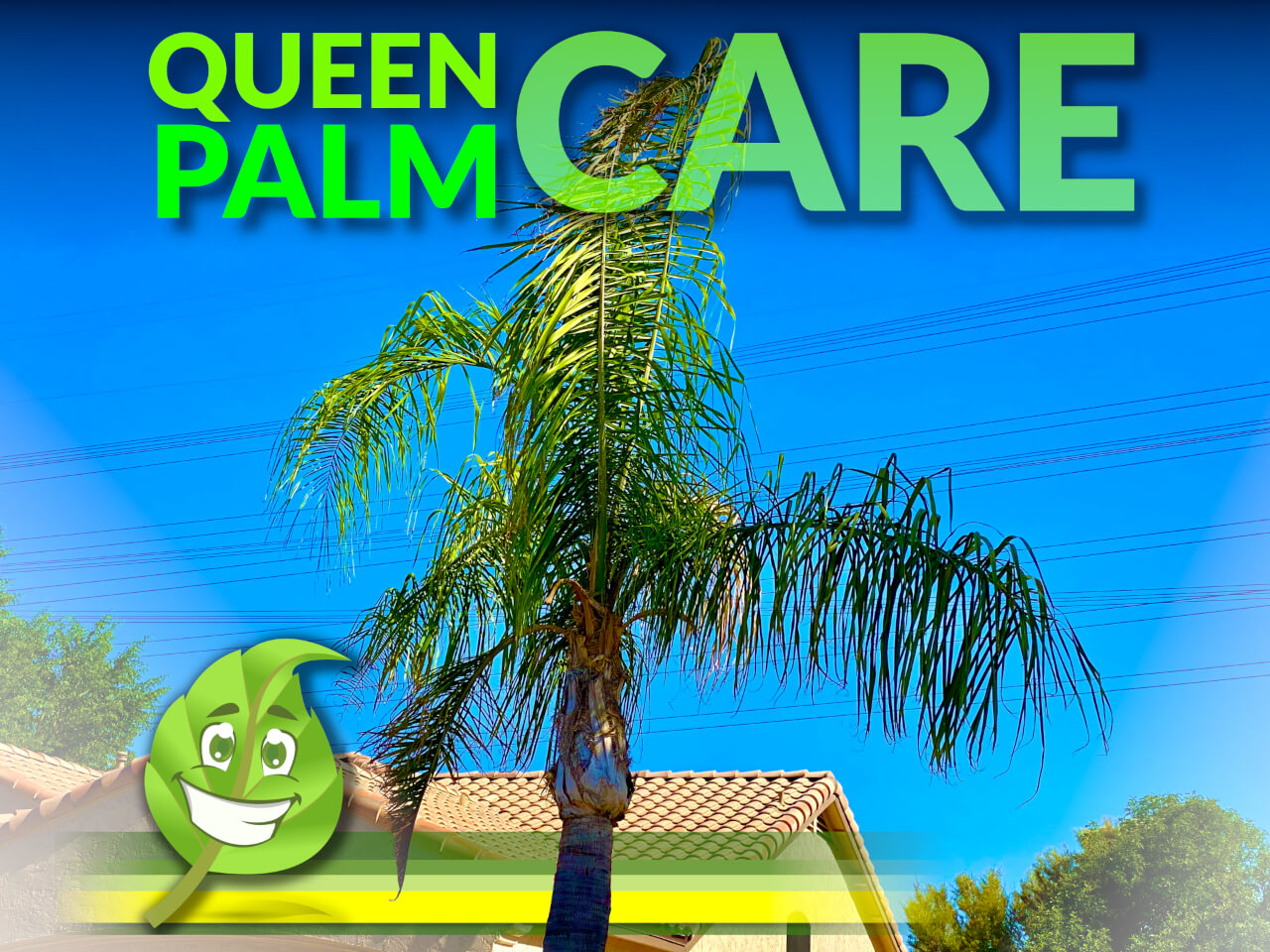 Queen Palm Care