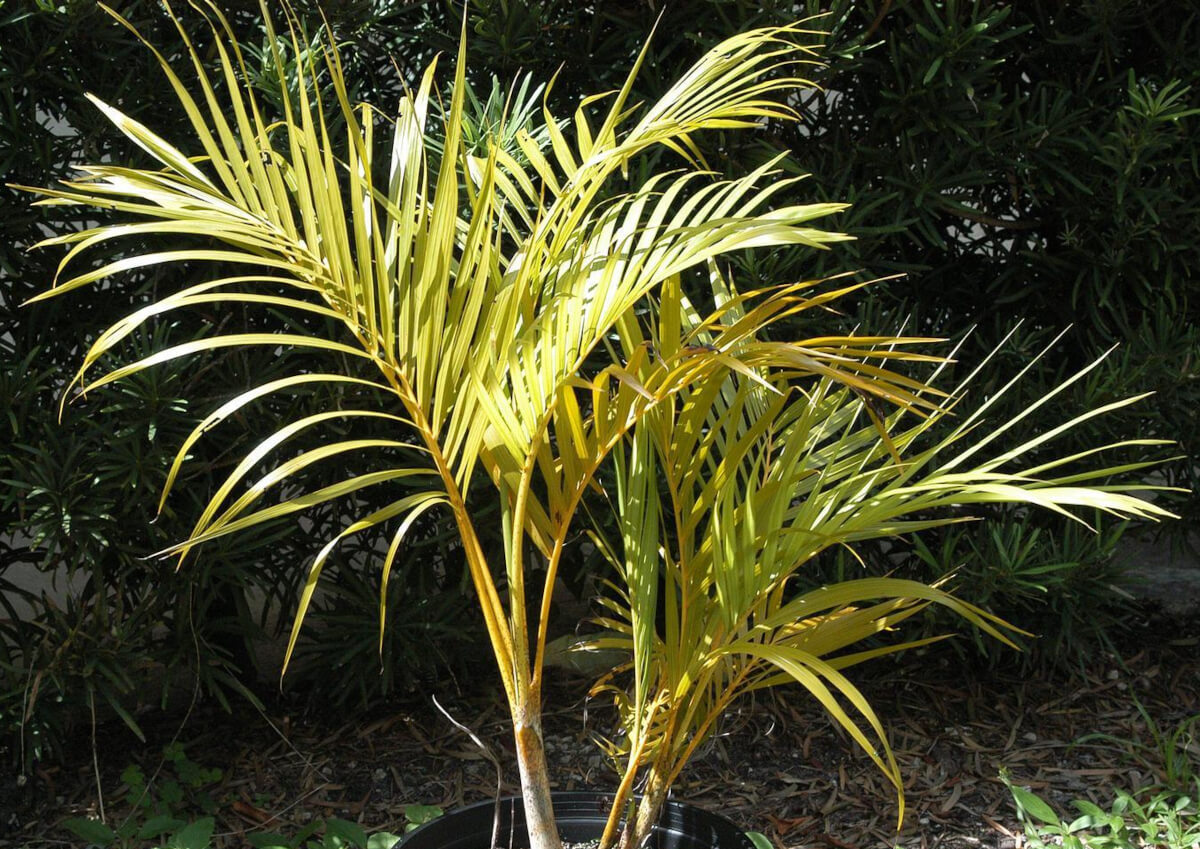 Queen Palm turning yellow.