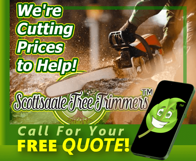 Scottsdale Tree Trimmers™ Tree Service is CUTTING PRICES to help our valued Scottsdale tree trimming, tree removal & tree feeding customers!