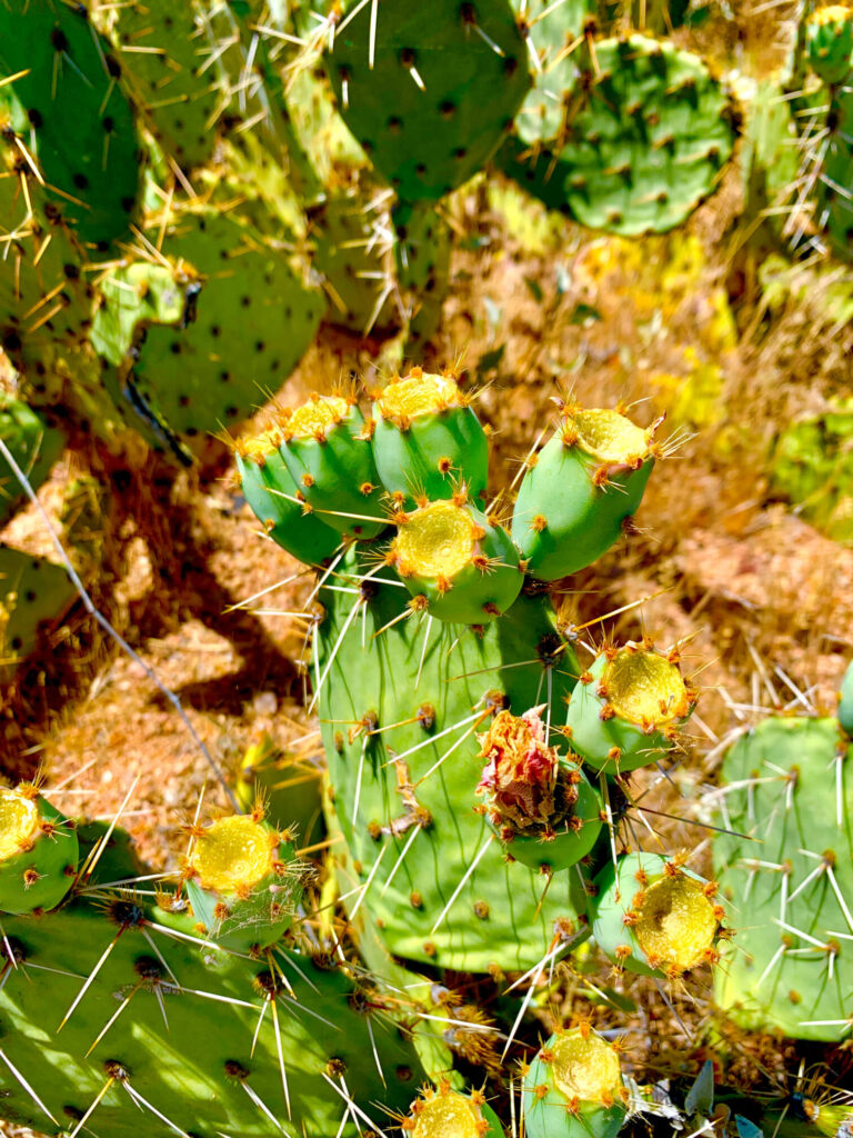 Prickly Pear Cactus