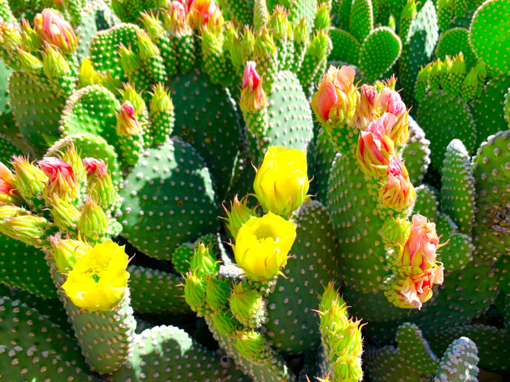 Prickly Pear Cactus Removal