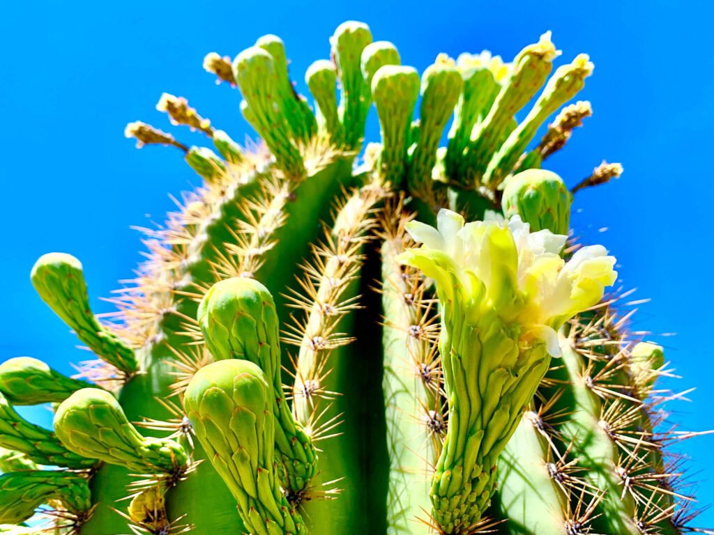 Saguaro Cactus Removal