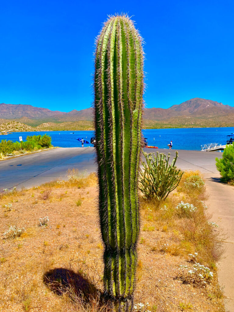 Saguaro Cactus Removal