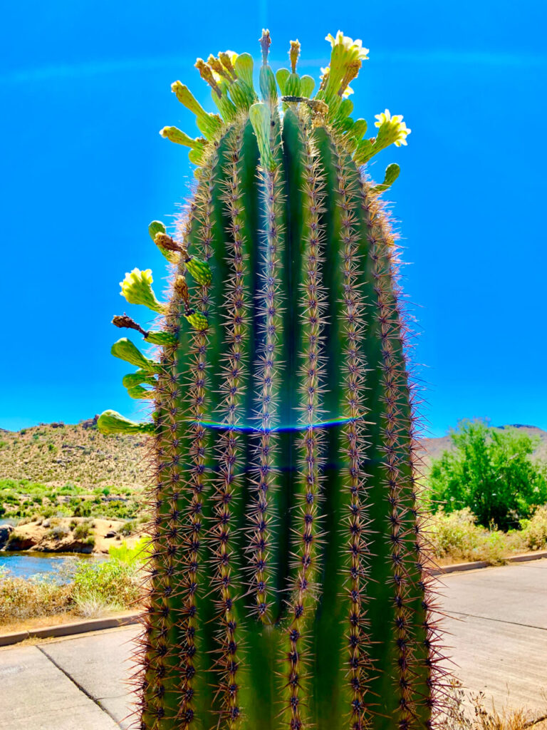 Saguaro Cactus Removal