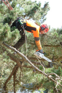 Scottsdale Az Tree Trimmer trimming a tree