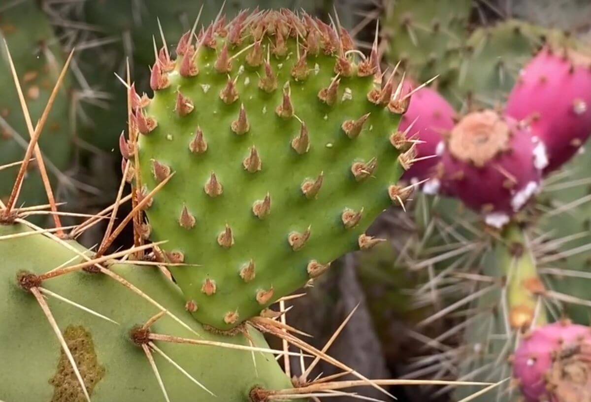 Cactus thorns on a cactus to be removed.