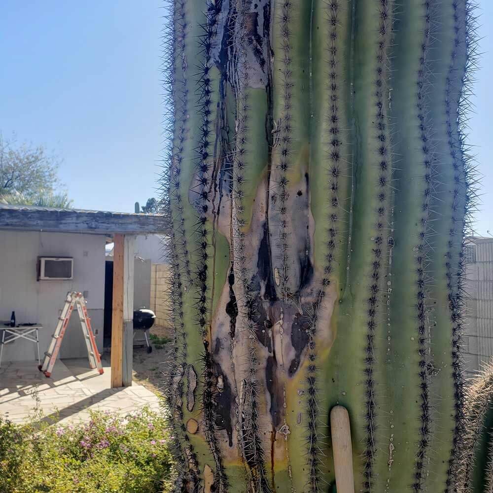 A diseased Saguaro Cactus with Bacterial Necrosis disease.
