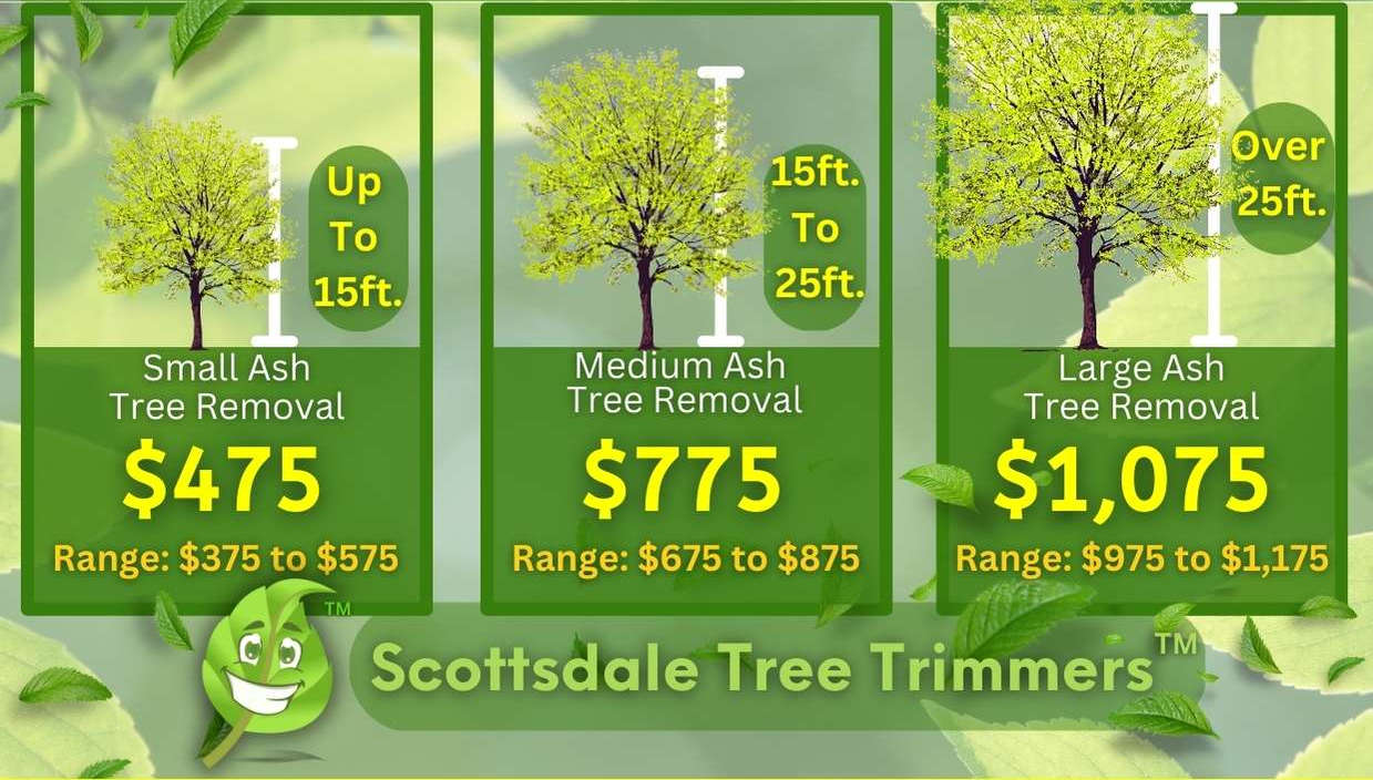 Ash Tree Removal Cost By Size