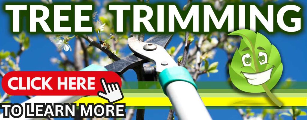 TREE TRIMMING Scottsdale