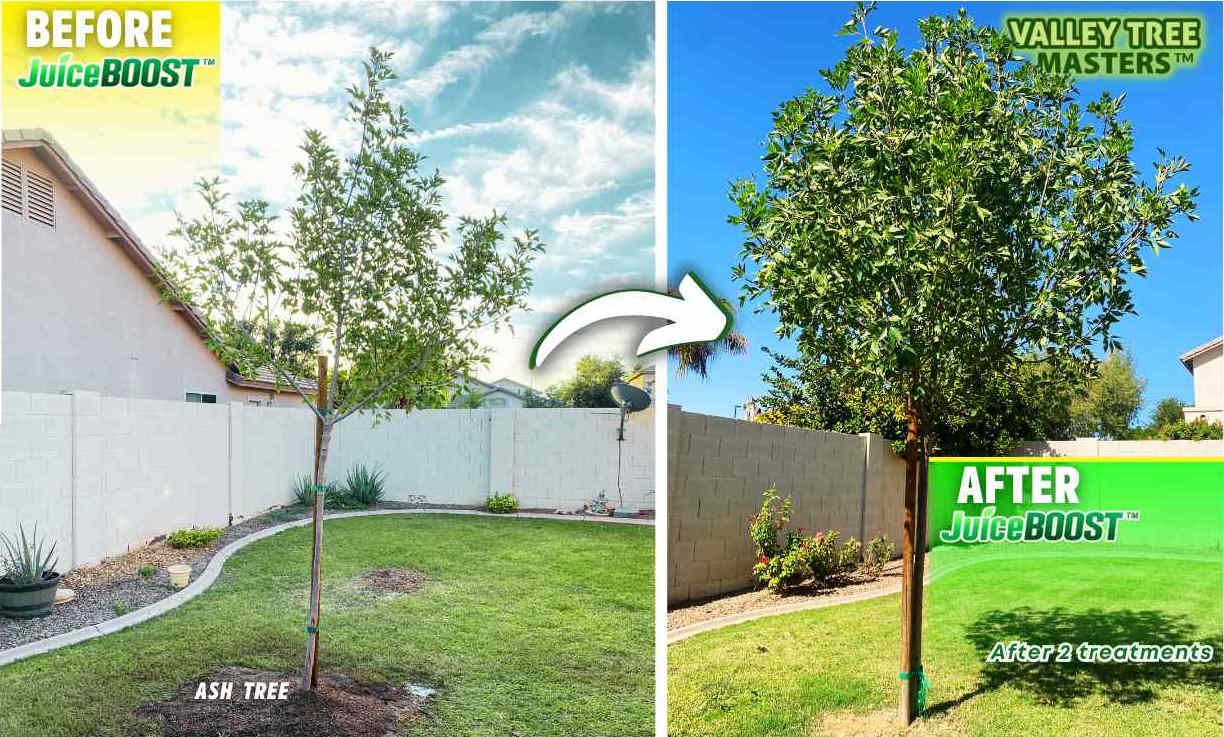 Tree Feeding Service, Before & After