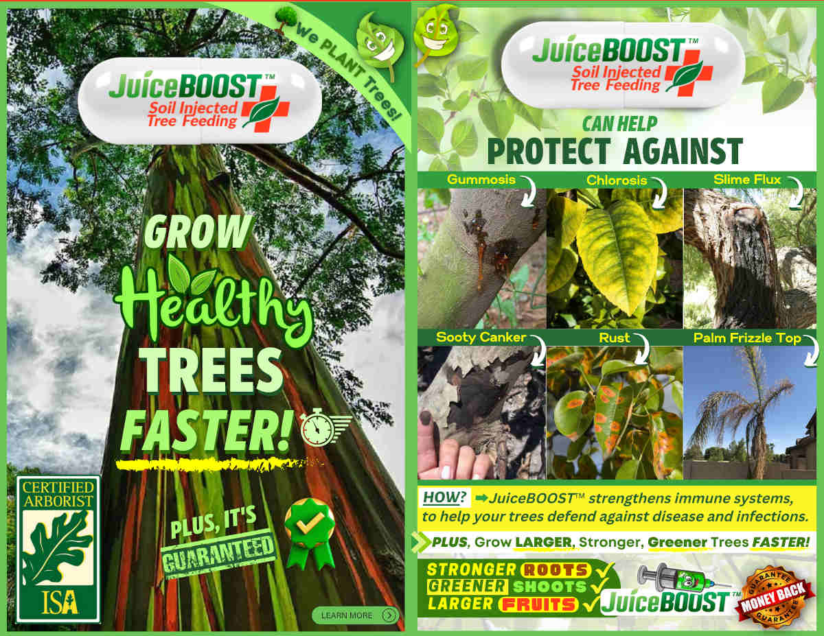 Tree Feeding Service Scottsdale Az