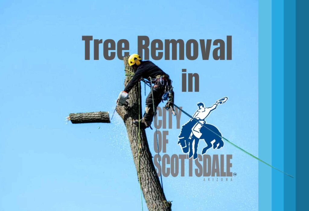 Tree Removal Scottsdale