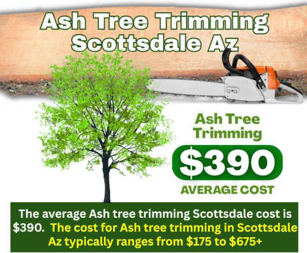 Ash Tree Trimming Scottsdale