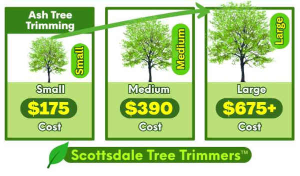 Ash Tree Trimming Scottsdale AZ