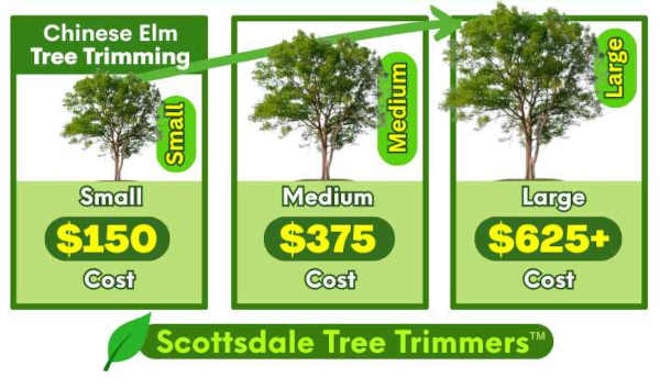 Chinese Elm Tree Trimming Scottsdale