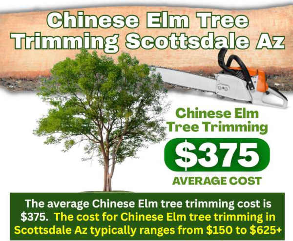 Chinese Elm Tree Trimming Scottsdale AZ