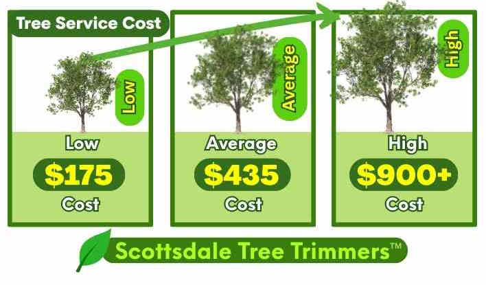 Cost of Tree Service Scottsdale Az