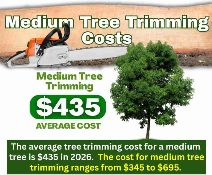 Medium Tree Trimming Cost in AZ