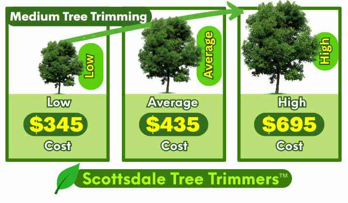 Medium Tree Trimming Service Cost in AZ