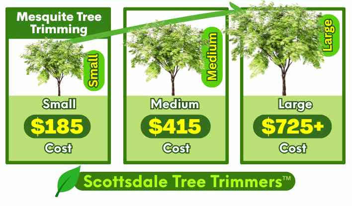 Mesquite Tree Trimming Scottsdale AZ