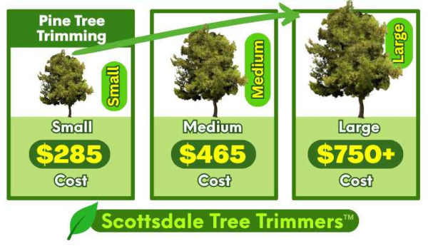 Pine Tree Trimming Scottsdale