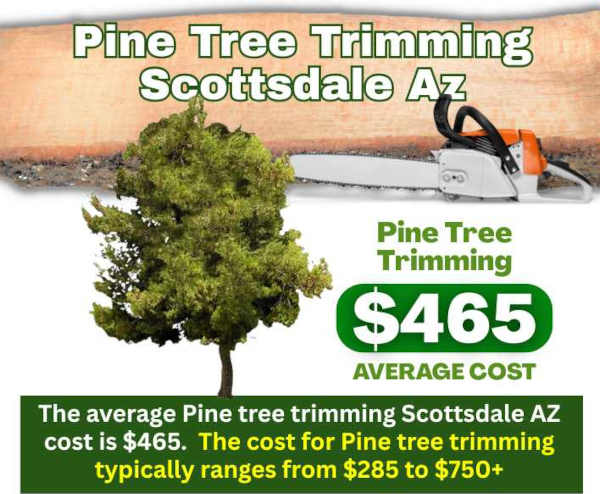 Pine Tree Trimming Scottsdale AZ