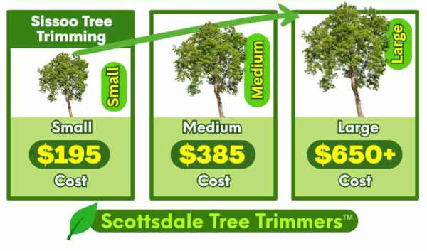 Sissoo Tree Trimming Scottsdale