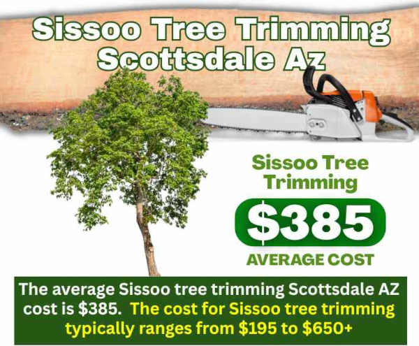 Sissoo Tree Trimming Scottsdale AZ