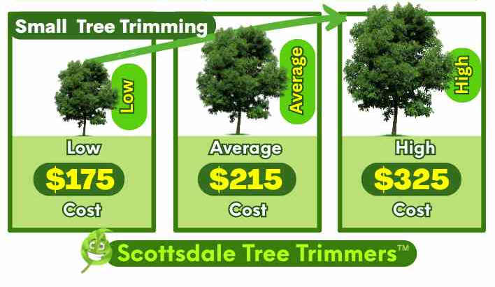 Small Tree Trimming Service Cost in AZ