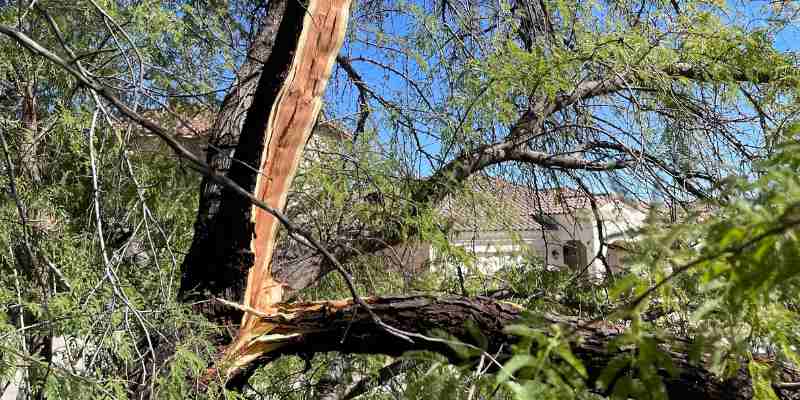 Storm Damage Tree Removal Scottsdale Az