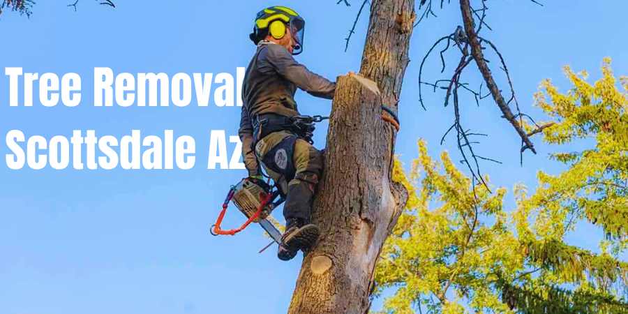 Tree Removal Scottsdale Az