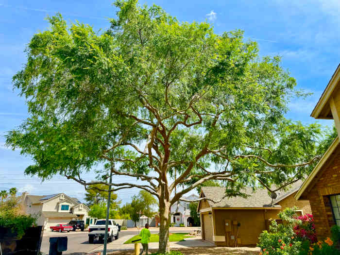After Tree Trimming Scottsdale Az