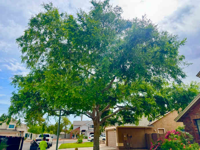 Before Tree Trimming Scottsdale Az