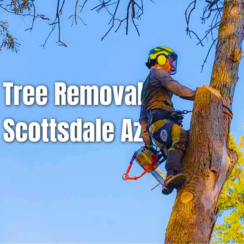 Tree Removal Scottsdale Az