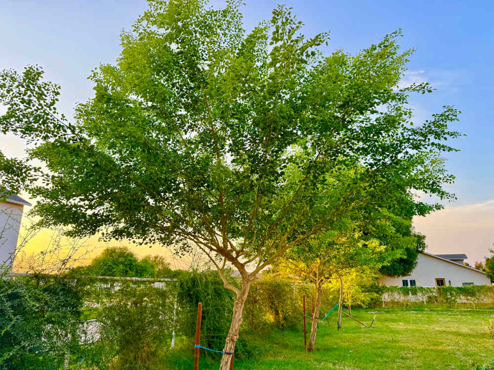 Tree-Removal-Scottsdale-Az-1000x750.jpg