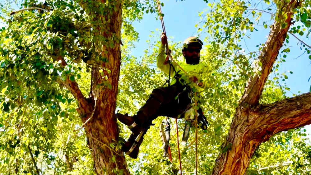 Tree-Removal-Scottsdale-1000x563.jpg