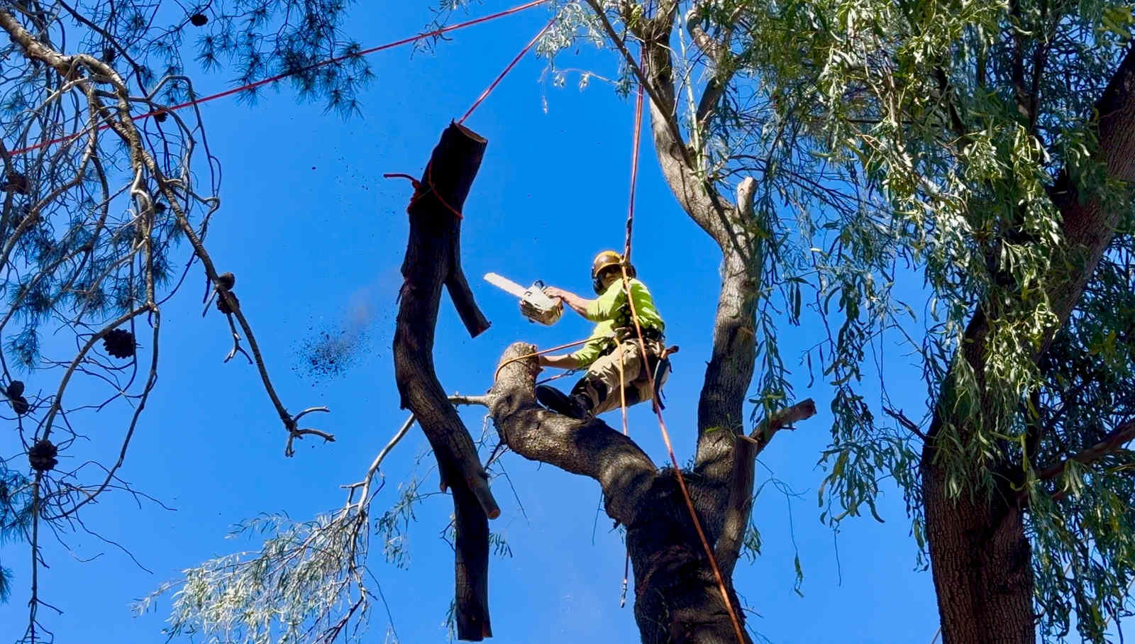 Tree-Trimming-Scottsdale-1600x908.jpg