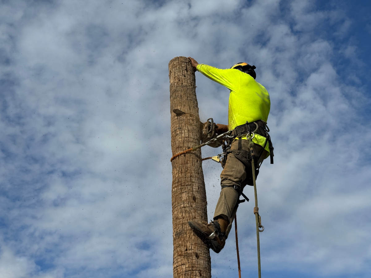 Tree-Removal-Scottsdale-AZ-1200x900.JPG
