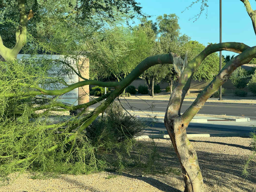 Tree-Trimming-Scottsdale-AZ-1000x750.JPG